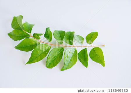 Curry leaf Curry leaf 118649380