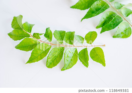 Curry leaf Curry leaf 118649381