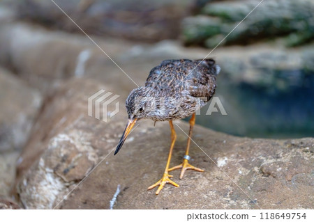 Small cute bird with long yellow legs standing on a rock near the water. Small cute bird with long yellow legs standing on a rock near the water. 118649754