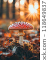Survey of fly agaric mushrooms in the forest	 118649837
