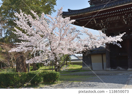 Bell tower and cherry blossoms at Saga Shakado Bell tower and cherry blossoms at Saga Shakado 118650073