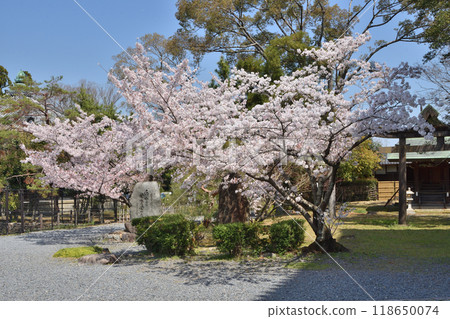 Sakura of Saga Shakado 118650074