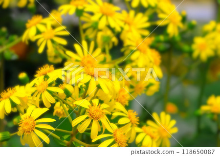Bright yellow Japanese butterbur in full bloom 118650087