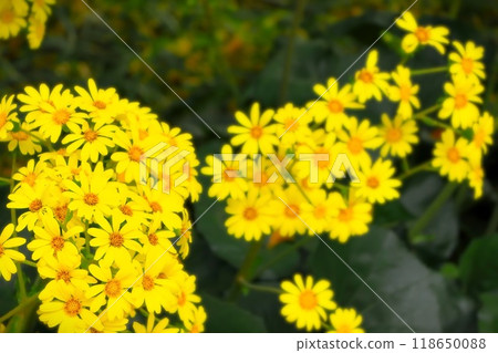 Bright yellow Japanese butterbur in full bloom 118650088