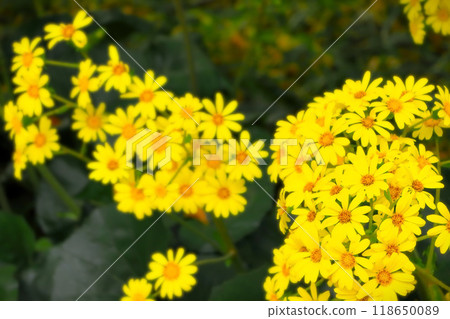 Bright yellow Japanese butterbur in full bloom 118650089