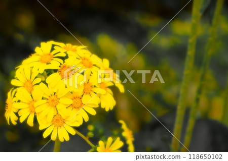 Bright yellow Japanese butterbur in full bloom 118650102