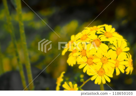 Bright yellow Japanese butterbur in full bloom Bright yellow Japanese butterbur in full bloom 118650103
