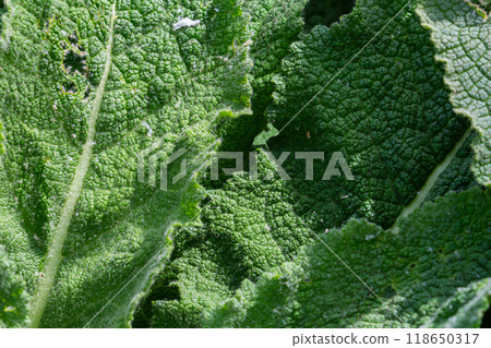 Mullein plant rosette in the spring. Verbascum fluffy leaves Mullein plant rosette in the spring. Verbascum fluffy leaves 118650317