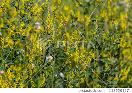 In the wild bloom Melilotus officinalis - honey, essential oil and medicinal plant In the wild bloom Melilotus officinalis - honey, essential oil and medicinal plant 118650327