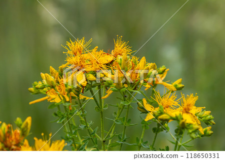 flowers of Saint Johns wort, Hypericum perforatum flowers of Saint Johns wort, Hypericum perforatum 118650331