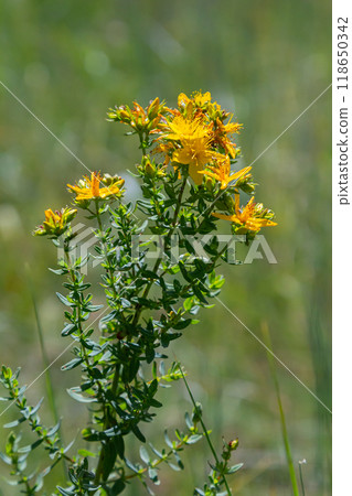 flowers of Saint Johns wort, Hypericum perforatum flowers of Saint Johns wort, Hypericum perforatum 118650342
