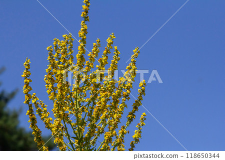 Common mullein - pale yellow flowers of verbascum nigrum plant, used as herb and medicine - growing in the medicinal garden Common mullein - pale yellow flowers of verbascum nigrum plant, used as herb and medicine - growing in the medicinal garden 118650344