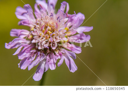 Field scabious Knautia arvensis flowering in meadow. Blue purple wild flower on natural background. Macro. Selective focus Field scabious Knautia arvensis flowering in meadow. Blue purple wild flower on natural background. Macro. Selective focus 118650345