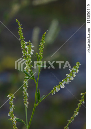 Melilotus albus or honey clover white flowers with green Melilotus albus or honey clover white flowers with green 118650349