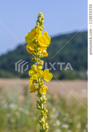 Common mullein - pale yellow flowers of verbascum nigrum plant, used as herb and medicine - growing in the medicinal garden 118650350