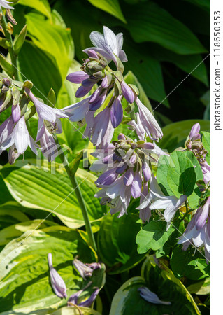 Hosta plantaginea. Hosta plant with delicate purple flowers and large green leaves 118650353