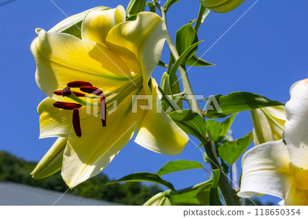 yellow lilium flowers with burgeons and green leafs yellow lilium flowers with burgeons and green leafs 118650354