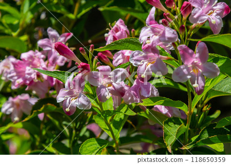 Weigela Bristol Ruby red flowers - Latin name - Weigela florida Bristol Ruby Weigela Bristol Ruby red flowers - Latin name - Weigela florida Bristol Ruby 118650359