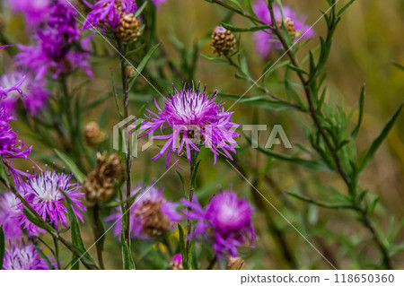 Blooming meadow knapweed, Centaurea jacea, on the meadow Blooming meadow knapweed, Centaurea jacea, on the meadow 118650360