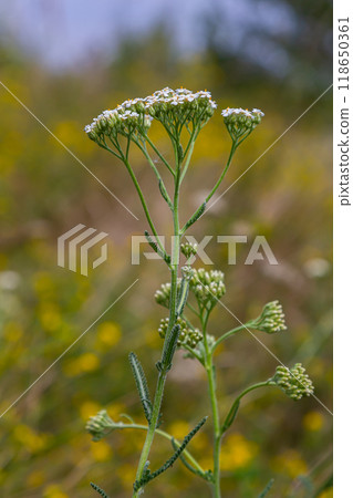 common yarrow achillea millefolium with fly Tachina fera 118650361