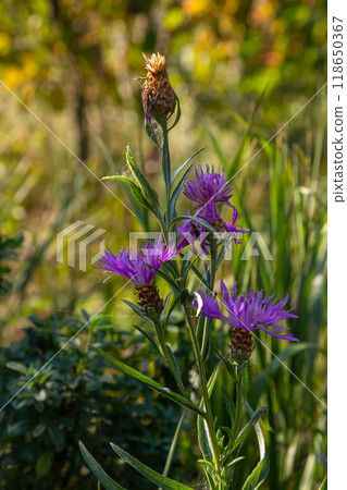 Blooming meadow knapweed, Centaurea jacea, on the meadow Blooming meadow knapweed, Centaurea jacea, on the meadow 118650367