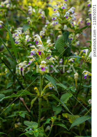 Summer among the wild herbs blossoms of nettle Galeopsis speciosa 118650371