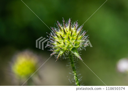 Dipsacus pilosus, Small Teasel. Wild plant shot in summer Dipsacus pilosus, Small Teasel. Wild plant shot in summer 118650374