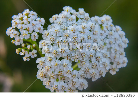 common yarrow achillea millefolium with fly Tachina fera common yarrow achillea millefolium with fly Tachina fera 118650380