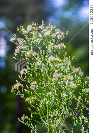 Erigeron canadensis grows in the wild in summer Erigeron canadensis grows in the wild in summer 118650385