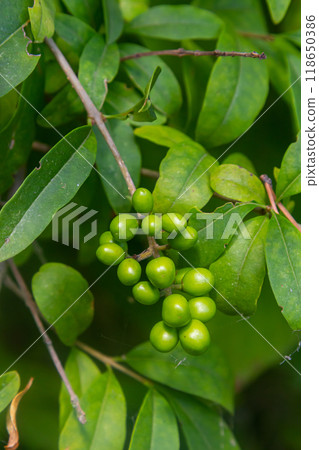 Wild privet or common privet or European privet Ligustrum vulgare fruit and berries isolated on a natural green background 118650386