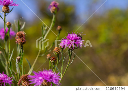 Blooming meadow knapweed, Centaurea jacea, on the meadow 118650394