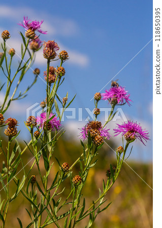 Blooming meadow knapweed, Centaurea jacea, on the meadow 118650395