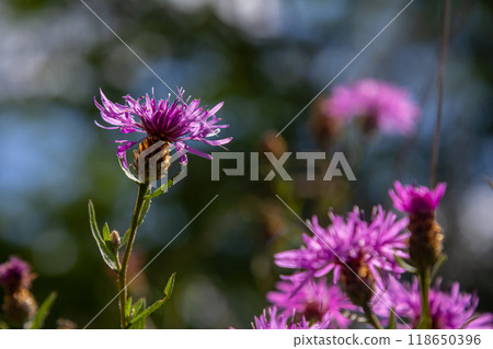 Blooming meadow knapweed, Centaurea jacea, on the meadow Blooming meadow knapweed, Centaurea jacea, on the meadow 118650396