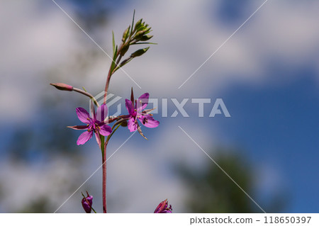 Willowherb epilobium angustifolium. Blooming sally epilobium angustifolium 118650397