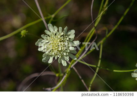 Cream scabious pincushion, Scabiosa ochroleuca, in flower 118650398