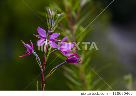 Willowherb epilobium angustifolium. Blooming sally epilobium angustifolium 118650403