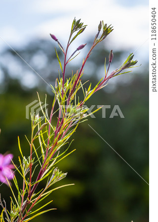 Willowherb epilobium angustifolium. Blooming sally epilobium angustifolium 118650404
