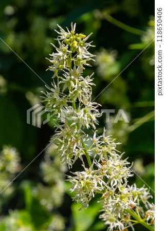 Wild cucumber, Echinocystis lobata white flowers closeup selective focus 118650406