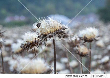 Milk thistle seed head - Latin name - Silybum marianum 118650410