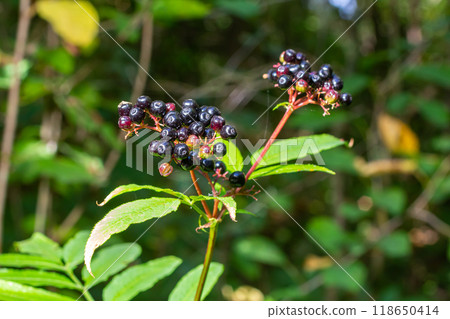 Sambucus Ebulus Danewort Plant in nature 118650414