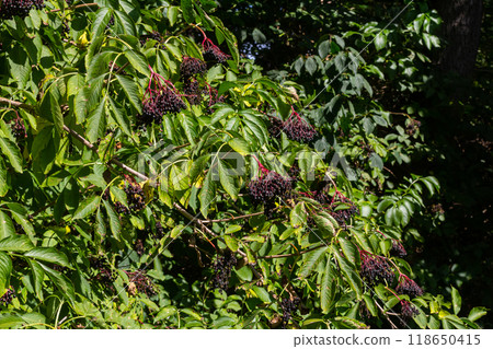 sambucus nigra, elderberry, black ripe elder berries on twig closeup 118650415
