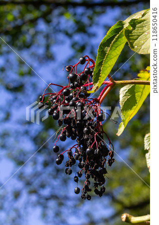 sambucus nigra, elderberry, black ripe elder berries on twig closeup 118650416