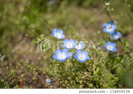 公園裡的粉蝴蝶花。 118650539