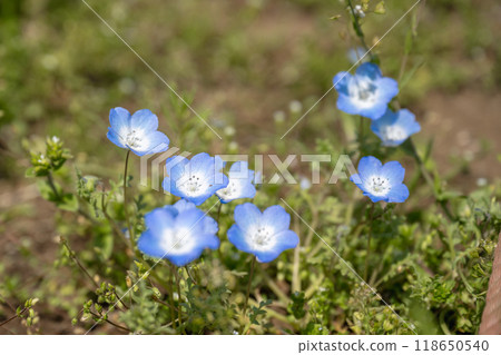 公園裡的粉蝴蝶花。 118650540