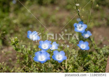 Butterfly flowers in the park. Butterfly flowers in the park. 118650541