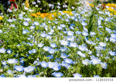 Butterfly flowers in the park. 118650558