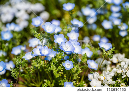 Butterfly flowers in the park. 118650560