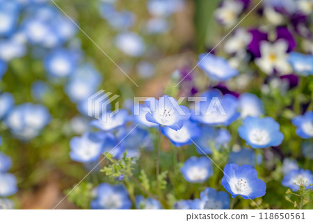 公園裡的粉蝴蝶花。 公園裡的粉蝴蝶花。 118650561