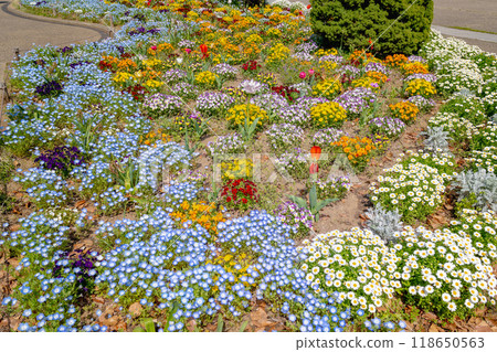 Butterfly flowers in the park. Butterfly flowers in the park. 118650563