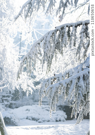 Snow covered trees. Winter forest 118650658